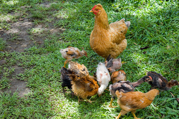 HEN GRAZING WITH HER CHICKS