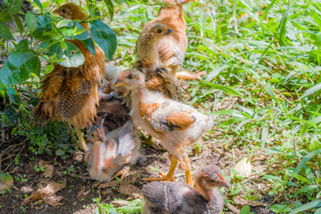 HEN GRAZING WITH HER CHICKS
