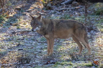 European Wolf, Canis lupus lupus