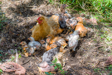 HEN GRAZING WITH HER CHICKS