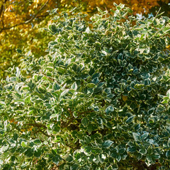 Ilex  aquifolium Argentea Marginata in nature. Christmas holly. Mysterious plant, which is reflected in Spanish poetry. Close-up. Natural texture for design.