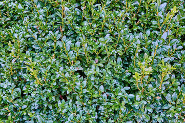 Green leaves of boxwood bushes as a natural background for design. Close-up.