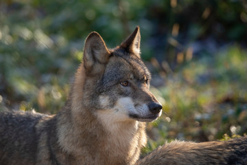 European Wolf, Canis lupus lupus