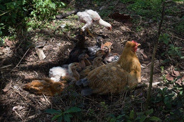 HEN GRAZING WITH HER CHICKS