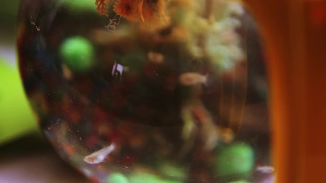 Beautiful small fishes of different sizes swim in aquarium water bubble yellow green seaweed oxygen oxygen air oxygen bubbles algae close up