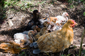 HEN GRAZING WITH HER CHICKS