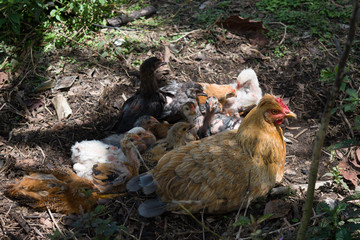 HEN GRAZING WITH HER CHICKS