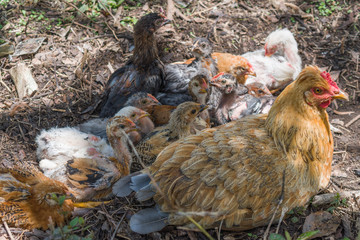 HEN GRAZING WITH HER CHICKS