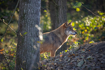 European Wolf, Canis lupus lupus