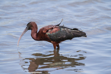 Glossy Ibis