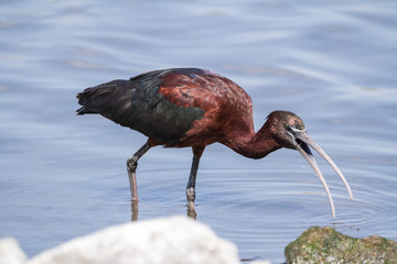 Glossy Ibis