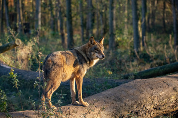 European Wolf, Canis lupus lupus