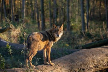European Wolf, Canis lupus lupus