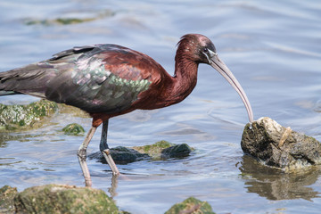 Glossy Ibis