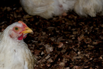 FARM CHICKENS