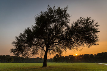 Fototapeta premium Albero in un prato in controluce al tramonto