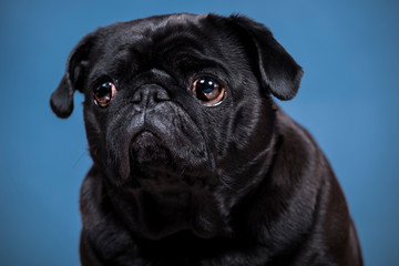 schwarzer Mops close-up im Studio vor blauem Hintergrund