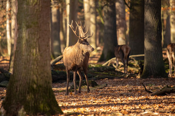 Deer, Red Deer. Cervus elaphus