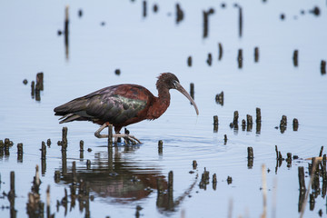 Glossy Ibis