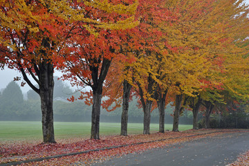 Colorful trees shedding leaves on misty autumn morning