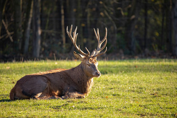 Deer, Red Deer. Cervus elaphus