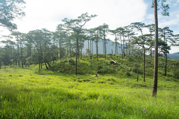 Pine trees on the "PHU-SOI-DAO" mountains in THAILAND