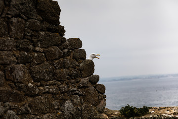 tête du goeland