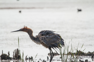 Goliath Heron