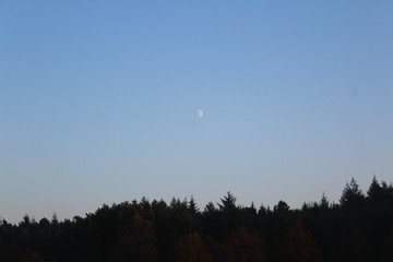 sunset in the forest