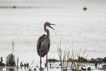 Goliath Heron