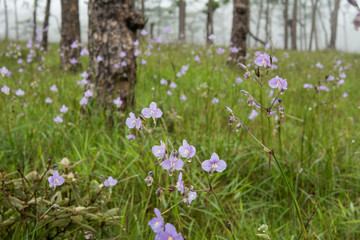 Fototapeta premium Giganteum Murdannia flowers with drops on fog background at Phusoidao mountains in Thailand, Purple flowers, Rainy season concepts