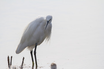 Little Blue Heron