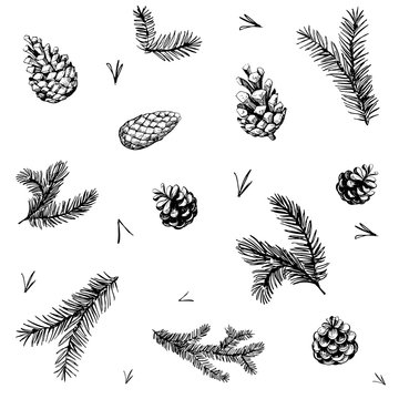 Seamless pattern with pine brunches and cones. Hand drawn vector