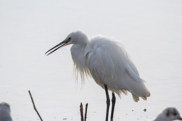 Little Blue Heron