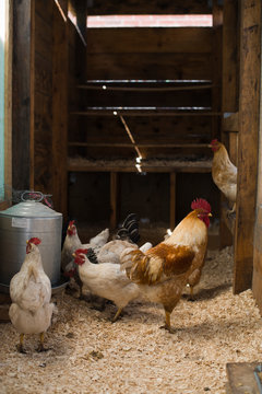 Chicken coop with a rooster and hens