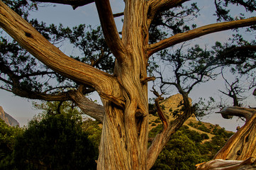 Relic juniper Juniperus Excelsa. The trunk of the tree is badly damaged, but it gives it beauty. Juniper grove along the Golitsyn trail. New World. Crimea.