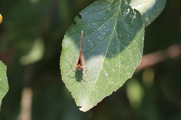Nature, photo Czech republic, Europe