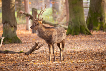 Sika deer, Cervus nippon