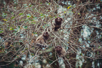 Fototapeta premium Monkeys