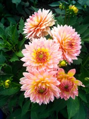 Big pretty pink and orange color flowers plant dahlia in the summer garden
