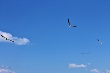 Seagulls flying across an almost clear blue sky with just a couple of fluffy white clouds, Varaderol Beach, Varadero, Cuba.