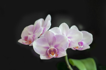 Fototapeta na wymiar flowers Orchid Phalaenopsis Miki Sakura close-up on dark background.