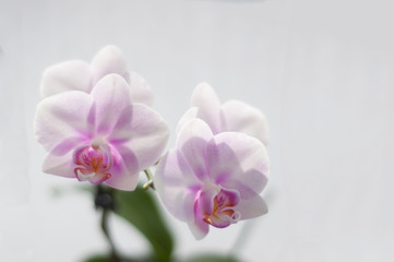 Fototapeta na wymiar Flowers Orchid Phalaenopsis Miki Sakura close-up on white background.