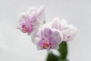 Fototapeta na wymiar Flowers Orchid Phalaenopsis Miki Sakura close-up on white background