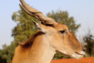 antelope canna in open space
