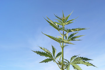 a hemp on a blue sky background