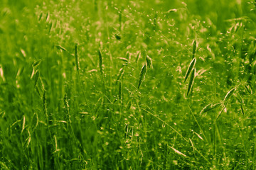 Obraz premium Colorful green grass with macro view on the sunlight background. Photo depicts fresh meadow grass with sunrise rays, natural backdrop, close up.