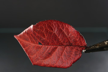 The decomposition of the foliage begins when the leaves are on the ground, by fungi, bacteria and...