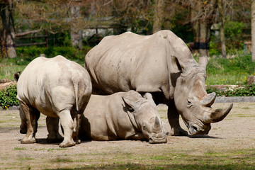 Naklejka premium Breitmaulnashorn (Ceratotherium simum)