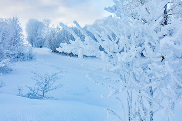 Fototapeta na wymiar Winter landscape. Cold day.